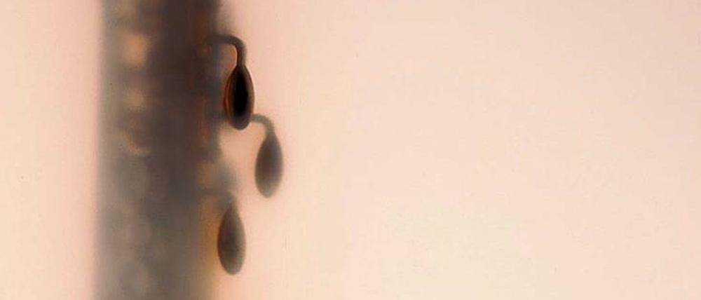 Hinter Glas. Tessa Meyer inszeniert die Saxophone der Instrumentensammlung als sinnliche Körperschatten.