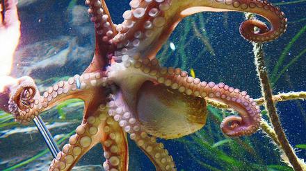 Unscheinbares Genie. Der Octopus vulgaris oder Gemeine Krake.