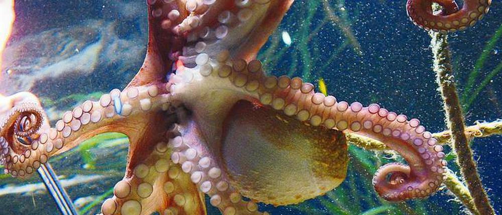 Unscheinbares Genie. Der Octopus vulgaris oder Gemeine Krake.