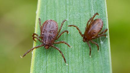 Nicht jede Zecke trägt auch Borrelien in ihrem Bauch. Zudem müssen sie lange saugen, damit die Bakterien auf den Menschen übertragen werden.