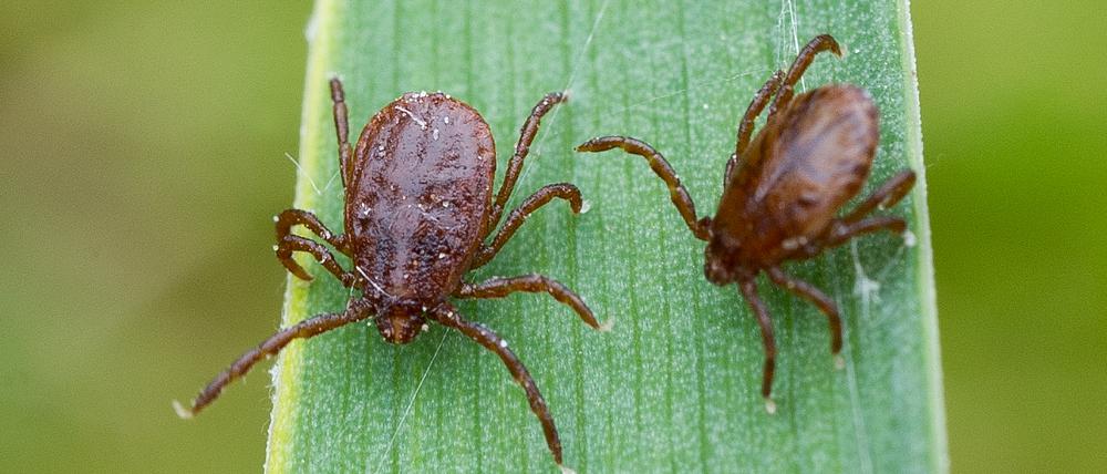 Nicht jede Zecke trägt auch Borrelien in ihrem Bauch. Zudem müssen sie lange saugen, damit die Bakterien auf den Menschen übertragen werden.