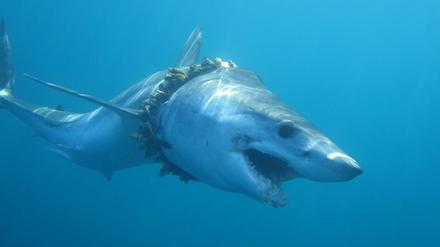 Neben der Fischerei gefährdet auch Müll das Leben der Tiere.