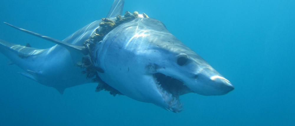Neben der Fischerei gefährdet auch Müll das Leben der Tiere.
