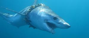 Neben der Fischerei gefährdet auch Müll das Leben der Tiere.