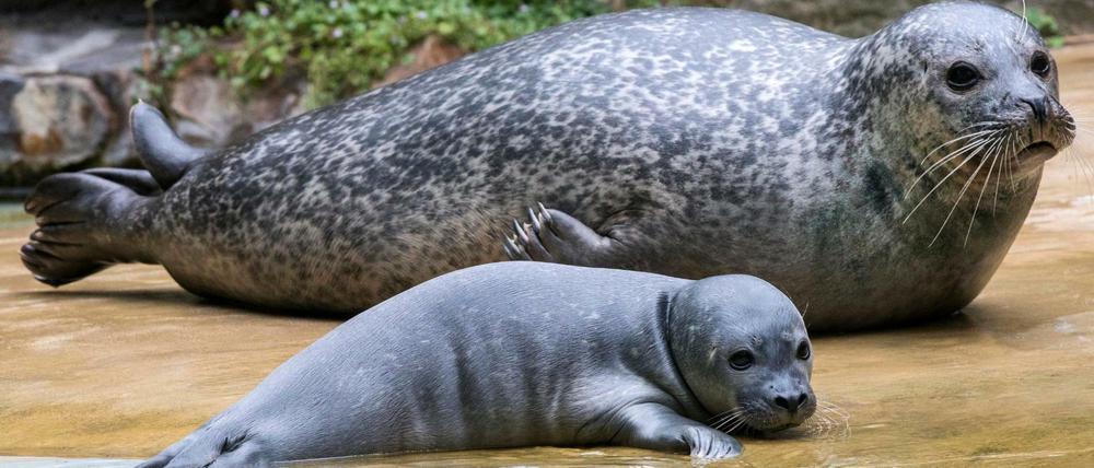Zwei Generationen Seehund: Das Muttertier mit einem der Welpen.