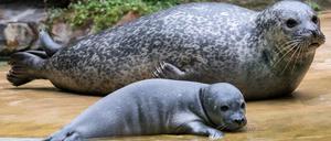 Zwei Generationen Seehund: Das Muttertier mit einem der Welpen.