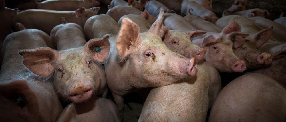 Kaum Platz: Agrarministerin Klöckner will die Lebensbedingungen für Schweine mit ihrem Label verbessern.