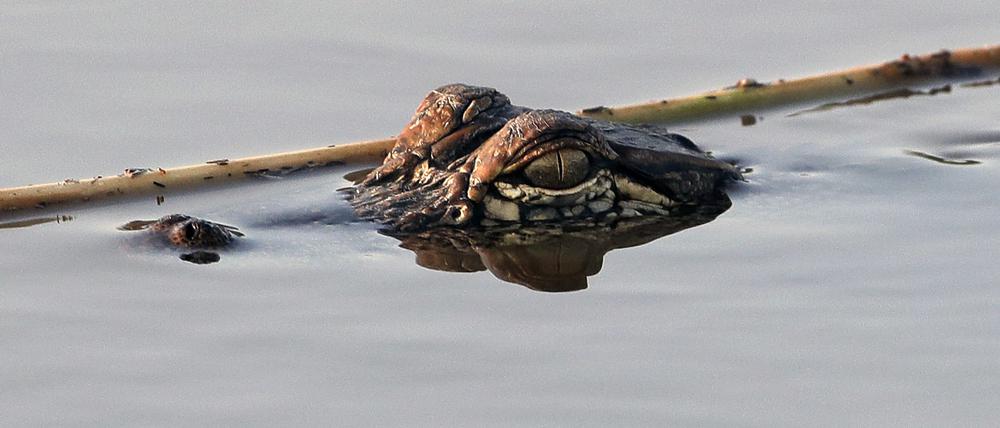 Drogenrückstände im Abwasser könnten Alligatoren und andere Tiere in Rauschzustände versetzen.