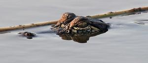 Drogenrückstände im Abwasser könnten Alligatoren und andere Tiere in Rauschzustände versetzen. 