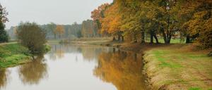Fische können in der Schwarzen Elster durch die Versäuerung des Wassers nicht ausreichend atmen.