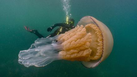 Die Biologin Lizzie Daly taucht hinter einer geschätzt 1,5 Meter langen Lungenqualle.
