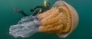 Die Biologin Lizzie Daly taucht hinter einer geschätzt 1,5 Meter langen Lungenqualle.