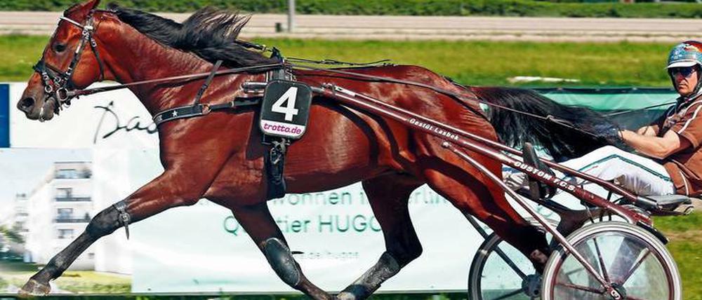 Bestes Pferd im Stall. Josef Franzl ist einer der Favoriten beim Derby in Mariendorf.