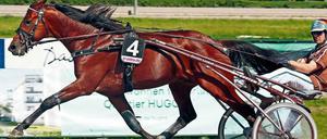 Bestes Pferd im Stall. Josef Franzl ist einer der Favoriten beim Derby in Mariendorf.