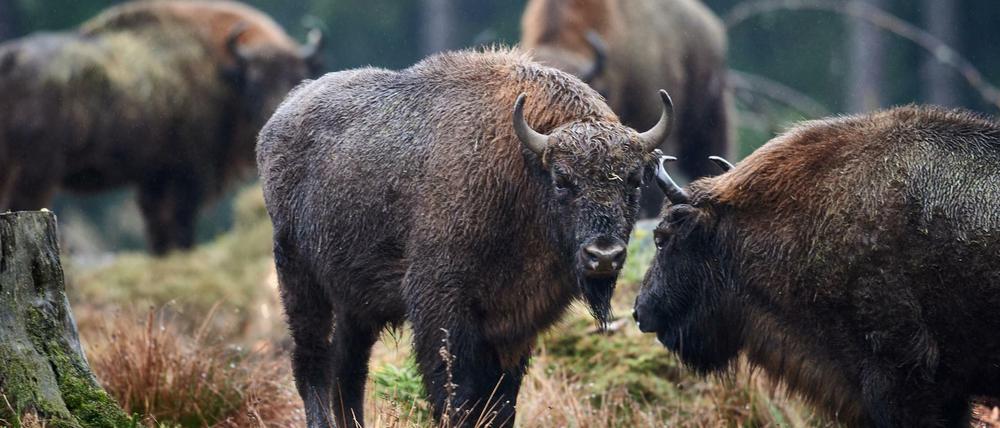 Müssen nicht umgesiedelt werden: Wisente in Deutschland.