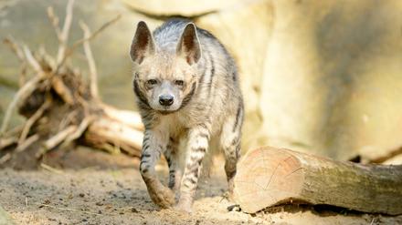 Das Streifenhyänen-Männchen Aladdin im Berliner Tierpark.