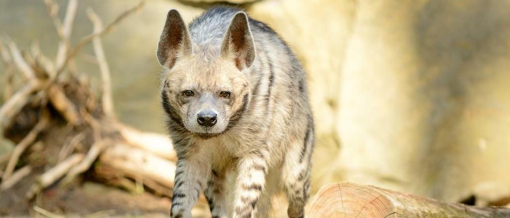 Das Streifenhyänen-Männchen Aladdin im Berliner Tierpark.