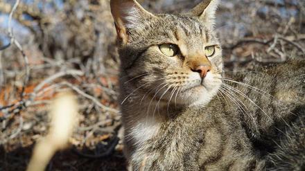 Süß und gefährlich: eine Wildkatze in der Trockenzone Südaustraliens.