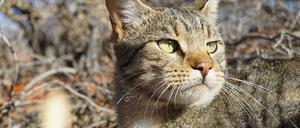 Süß und gefährlich: eine Wildkatze in der Trockenzone Südaustraliens.