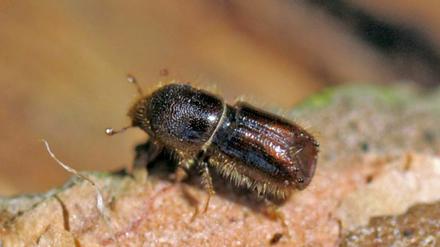 Die Vermehrung der Borkenkäfer in Mitteleuropa steht nach Auffassung der Wissenschaftler im Zusammenhang mit dem Klimawandel.