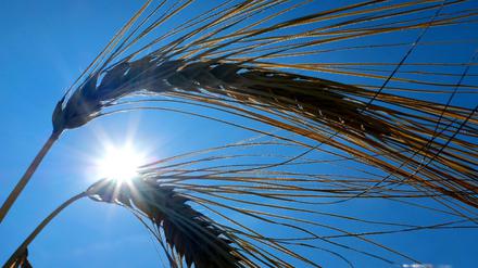 Die Sonne strahlt auch in der nächsten Woche wieder vom blauen Himmel.