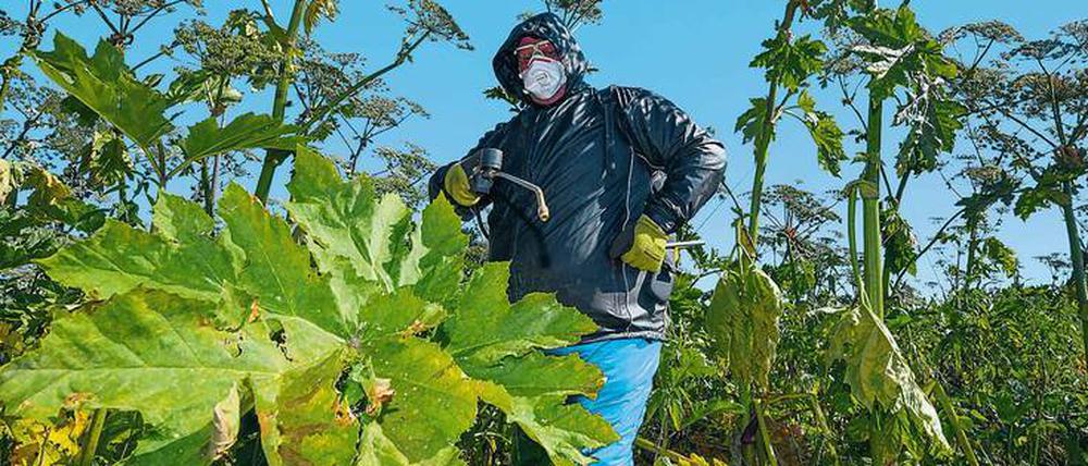 Der Riesen-Bärenklau. Ein Landschaftspfleger versprüht ein Herbizid auf die giftige Pflanze, die ursprünglich aus dem Kaukasus stammt. Sie wird bis zu vier Meter hoch.