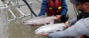 Lachse am Fraser River