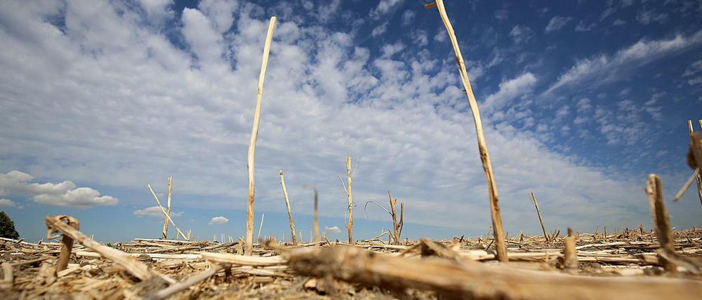 Dürre: Im Nordosten drohen das zweite Jahr in Folge Missernten. 