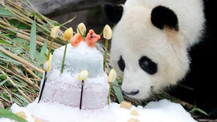 Panda-Weibchen Jiao Qing feierte im Juli in Berlin ihren neunten Geburtstag.