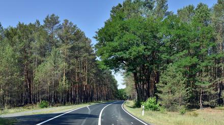 Kiefernwälder in der Region Potsdam-Mittelmark - Beelitz. Hier hätte Feuer leichtes Spiel.  