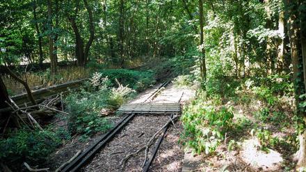 Stillgelegte und verwilderte Stammbahn-Strecke Berlin - Potsdam am ehemaligen S-Bahnhof Düppel.