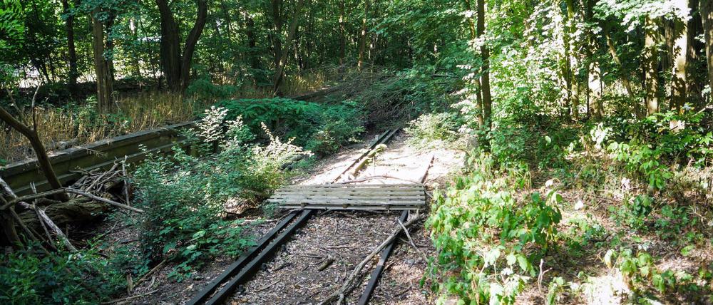 Stillgelegte und verwilderte Stammbahn-Strecke Berlin - Potsdam am ehemaligen S-Bahnhof Düppel.