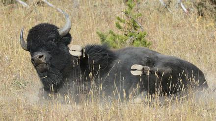Schläft gerne draußen: der amerikanische Bison im Yellowstone-Nationalpark in den Rocky Mountains.