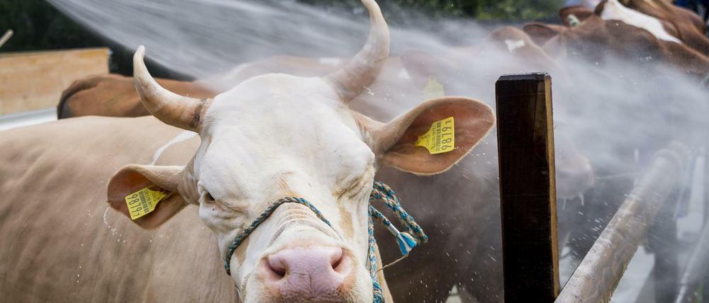 Ein Stier (Archivbild) hat am Samstag einen Landwirt und seinen Vater getötet.