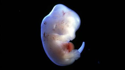 Chimärenexperiment: Ein Mausorgan in einem Rattenembryo