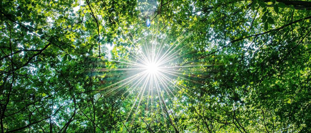 Die Wälder leiden unter Klimastress.