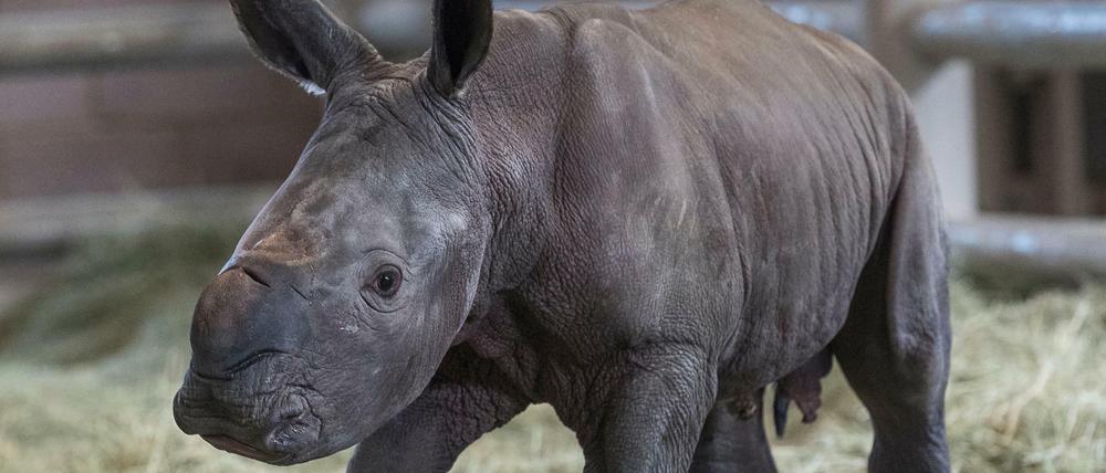 Noch etwas wackelig auf den Beinen: Das kleine Nashornbaby im Zoo San Diego.