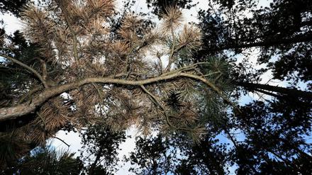 Teilweise braun verfärbte Schwarzkiefern in Deutschlands größtem Schwarzkiefernwald auf dem Volkenberg