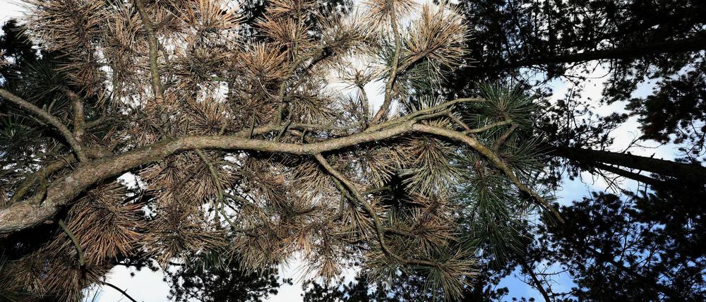 Teilweise braun verfärbte Schwarzkiefern in Deutschlands größtem Schwarzkiefernwald auf dem Volkenberg