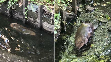 Zwei Bilder eines Bibers im Tegeler Fließ in Nord-Berlin.