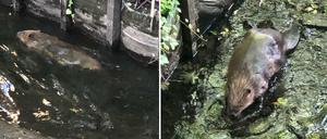 Zwei Bilder eines Bibers im Tegeler Fließ in Nord-Berlin.