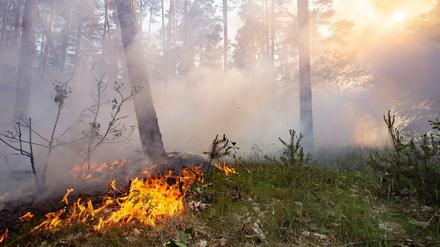 Die hohen Temperaturen besonders im Juni führten zu zahlreichen Waldbränden in Berlin und Brandenburg.