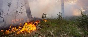 Die hohen Temperaturen besonders im Juni führten zu zahlreichen Waldbränden in Berlin und Brandenburg.