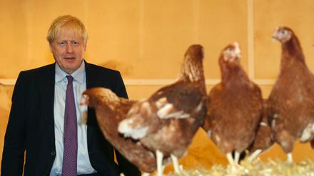 Viel Zeit mit Hühnern: Der britische Premier Boris Johnson auf seiner Tour 