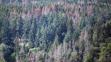 Tote Nadelbäume stehen in einem Wald.