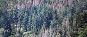 Tote Nadelbäume stehen in einem Wald.