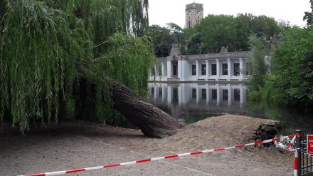 Umgekippte Trauerweide im Rudolph-Wilde-Park am Rathaus Schöneberg.