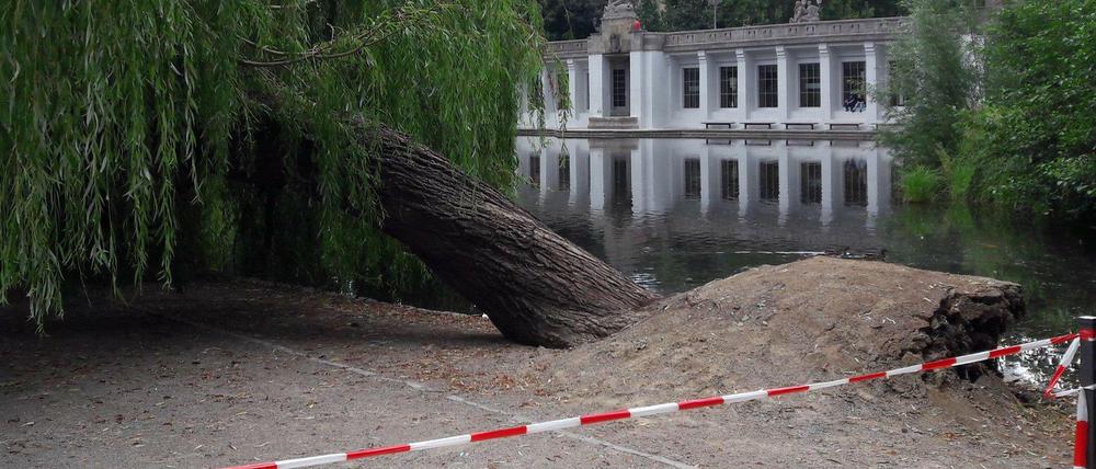 Umgekippte Trauerweide im Rudolph-Wilde-Park am Rathaus Schöneberg.