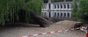 Umgekippte Trauerweide im Rudolph-Wilde-Park am Rathaus Schöneberg.