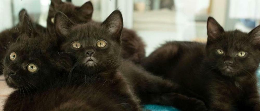 14 Katzen wurden in Ahrensfelde ausgesetzt. (Archivbild)